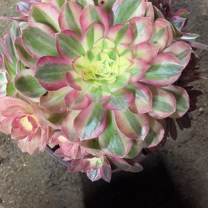 多肉植物玉资锦……