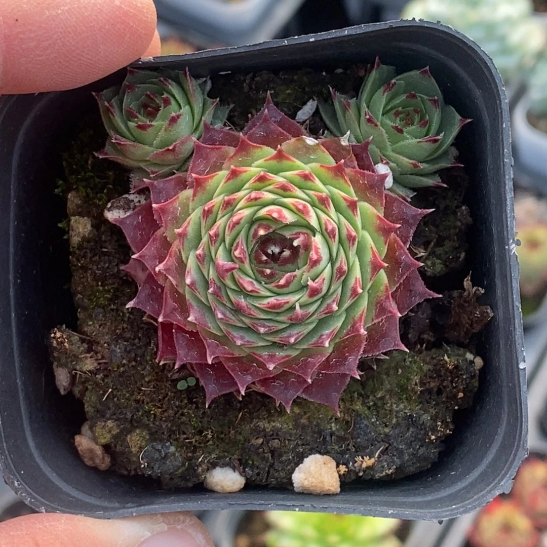 凌娟三头满10元包邮起拍