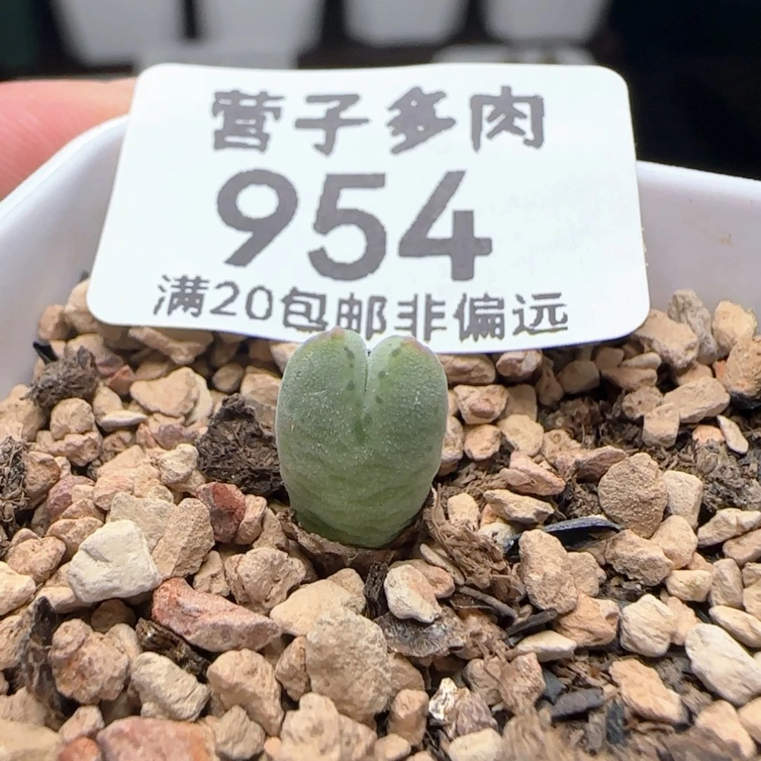 985猪蹄带盆土。