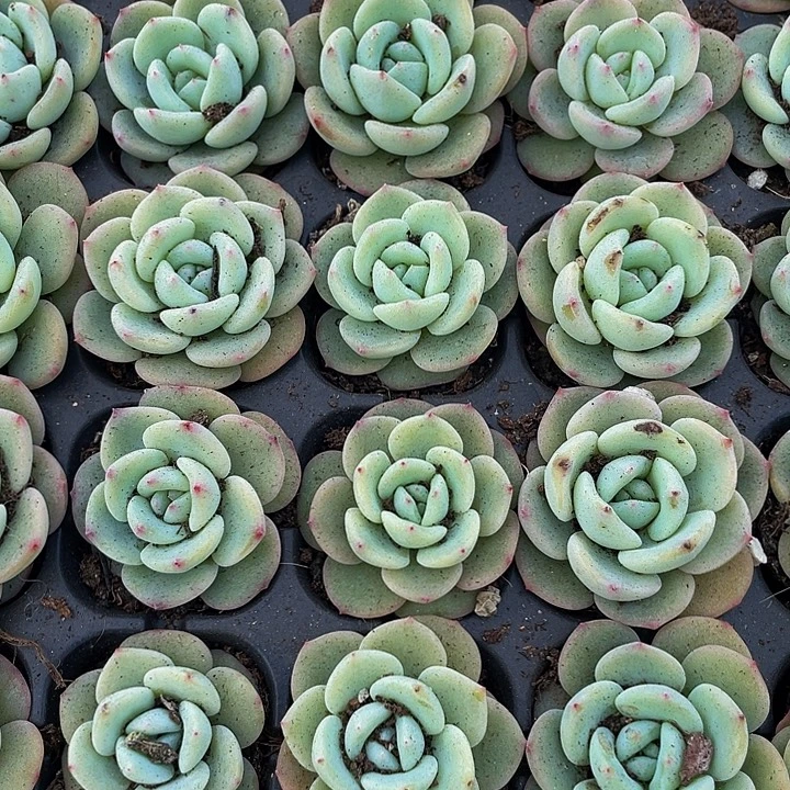 小圆梦1元带土发货