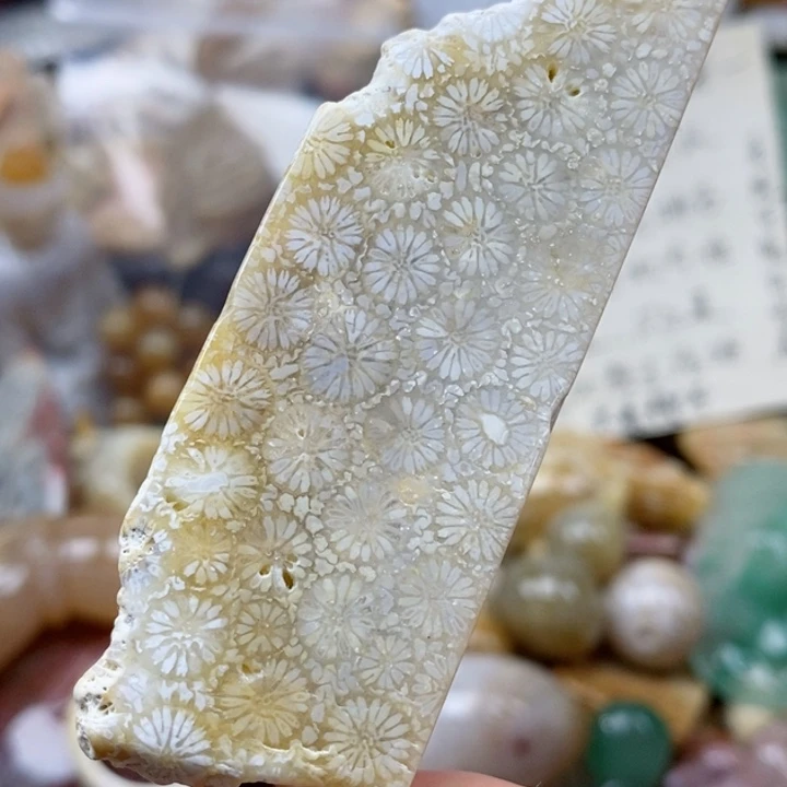 硅化珊瑚（珊瑚玉）未镶嵌颈饰