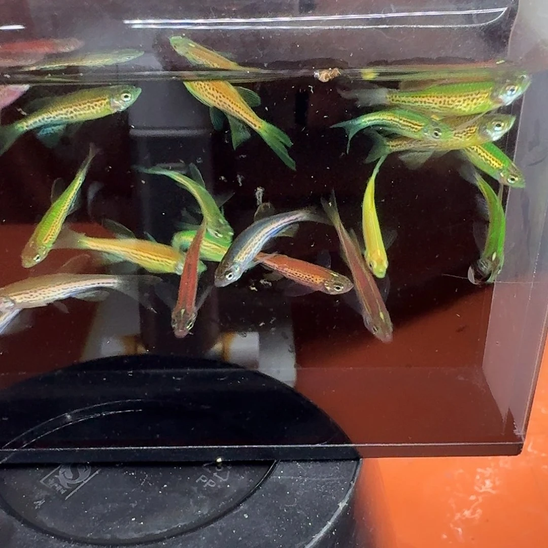 斑马鱼2组包邮1.5-2cm豹纹蝶翼斑马10条