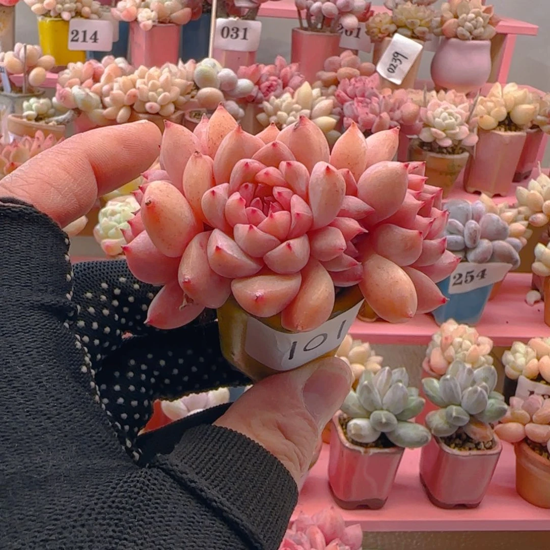 恩****店霜花101 ，带盆土发货，满38包邮非偏远。