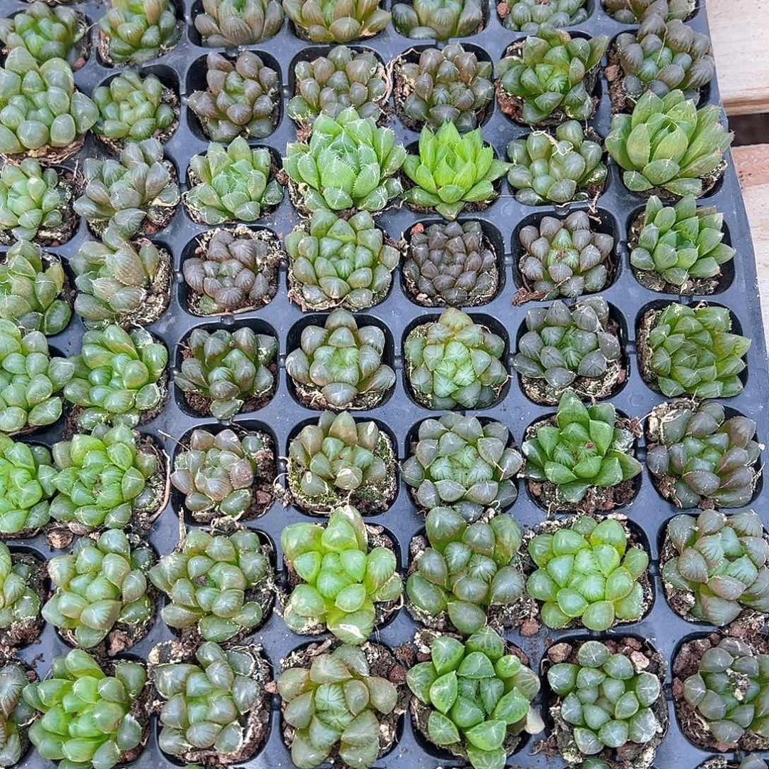 105孔玉露15颗带穴盘量拍