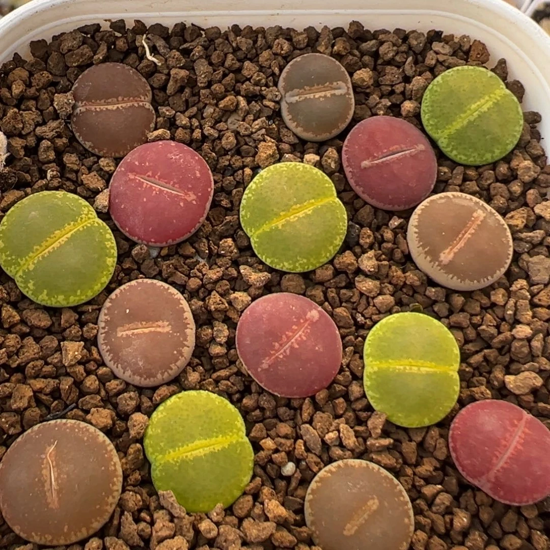 56多肉植物百科植物