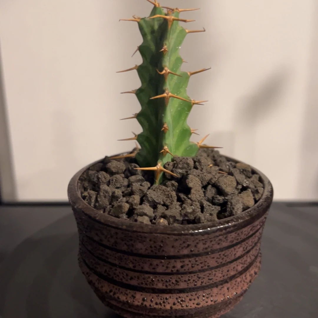 潮流植物微景观一物一拍