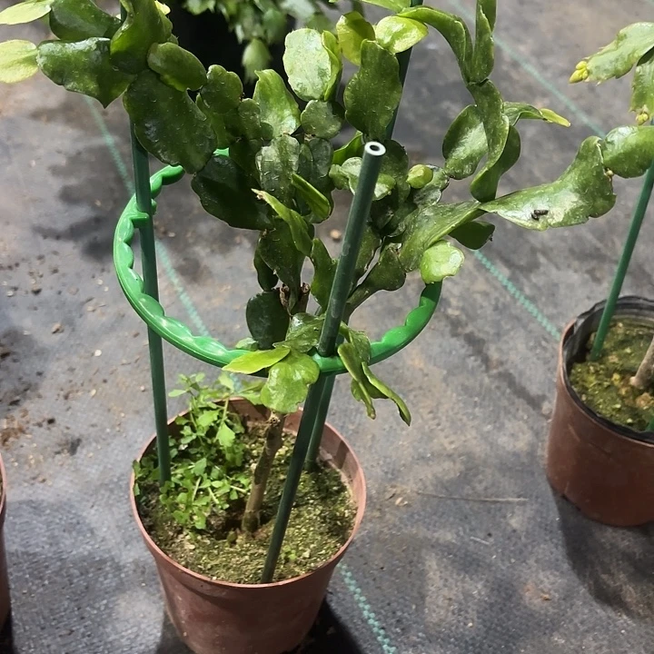 雪***康当前无花栽培后可以开花