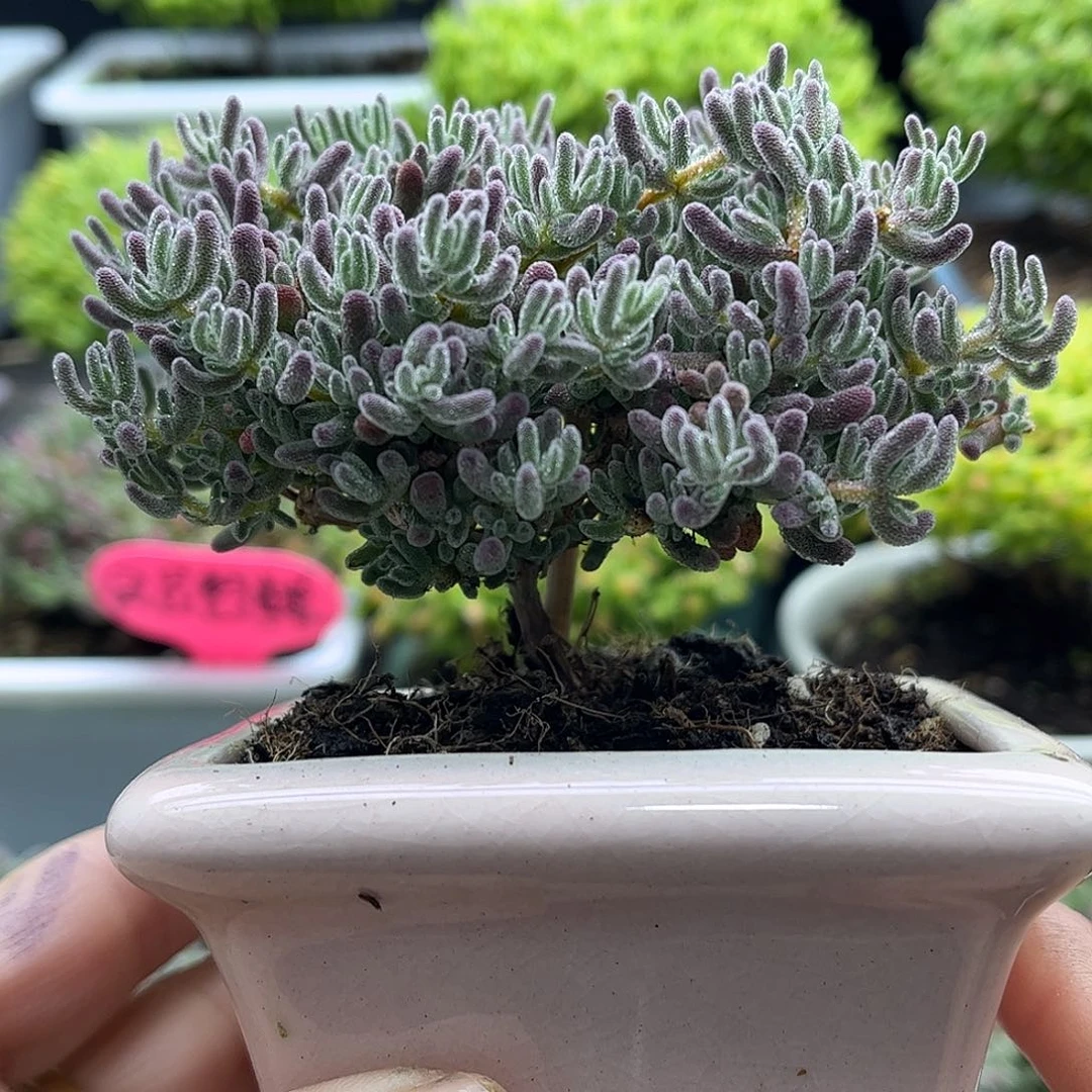 008冰晶带盆优选枝干