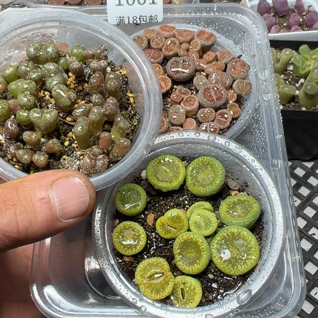 【闪购商品】 1001。