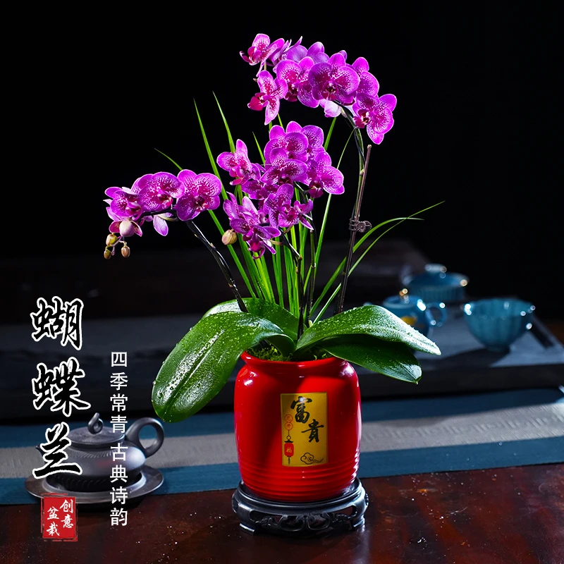 小孔雀蝴蝶兰盆栽四季常青花卉茶桌面净化空气花办公室内绿植