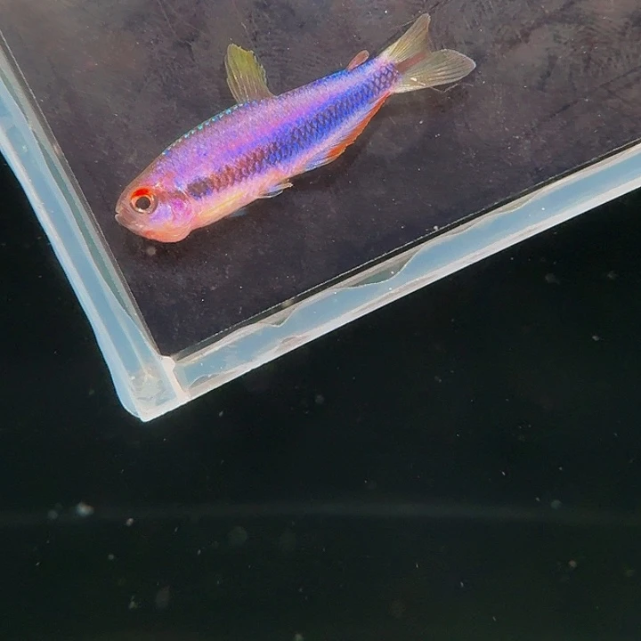 灯科鱼左下缸-8 超级DY2.5cm➕ 1条