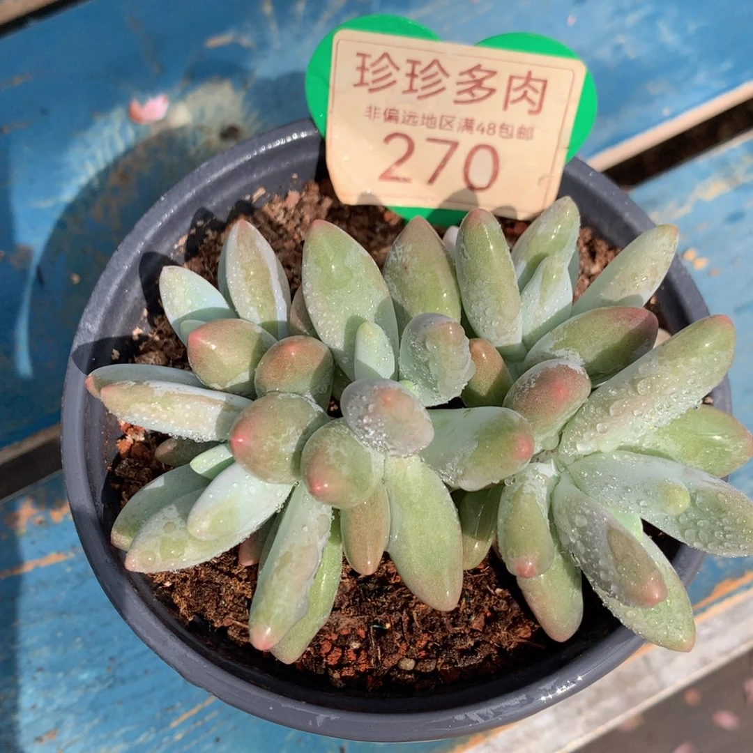 白兰地无砍平头270
