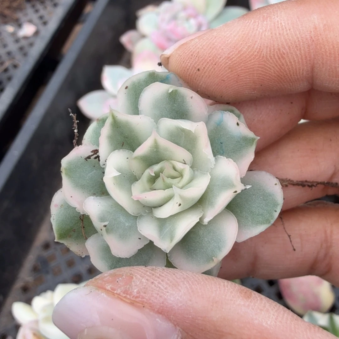 ?*己紫蝴蝶锦一刻的腹欧你锦