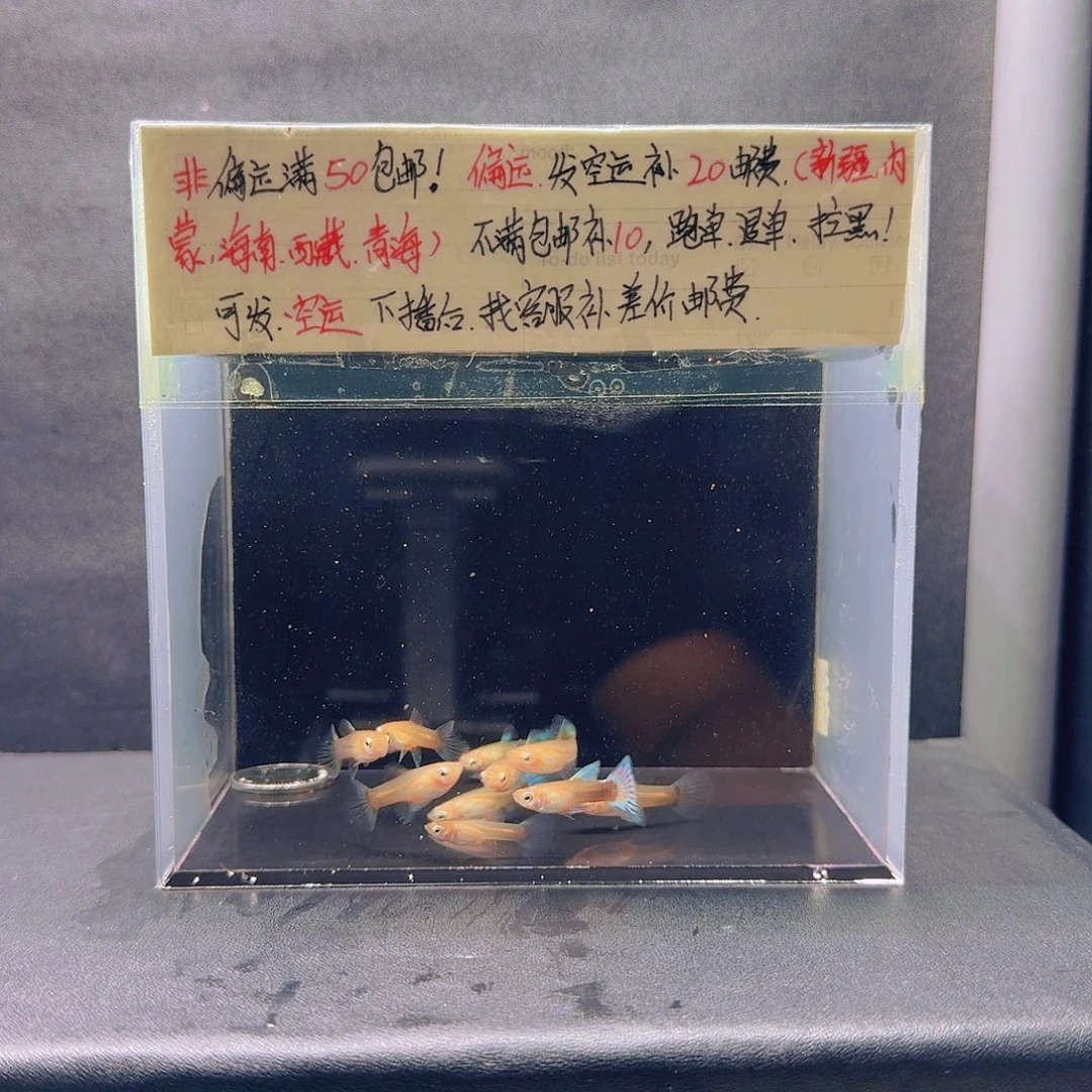 孔雀鱼黄化蓝礼服苗子10条