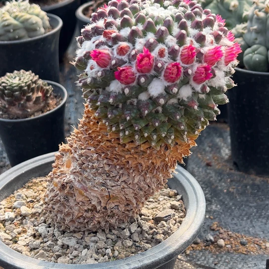 实生老桩雪糕，裸根发货