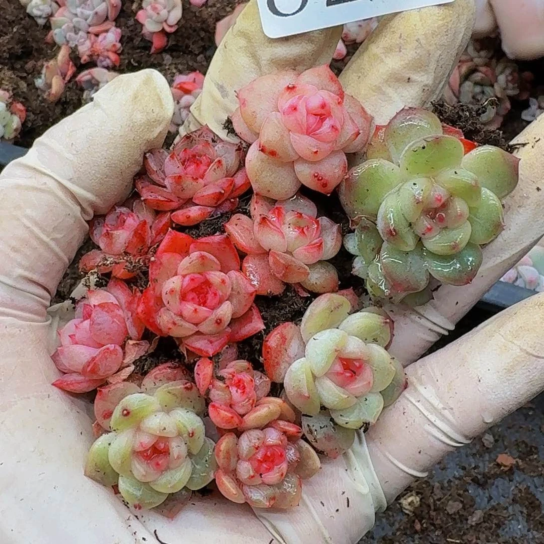 多肉植物多肉植物823