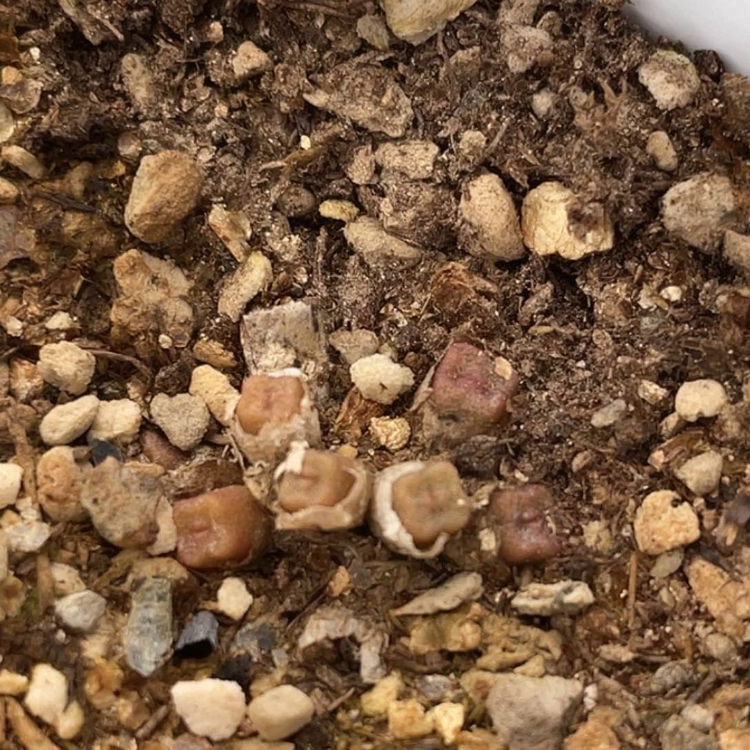 3-10方糖多肉植物