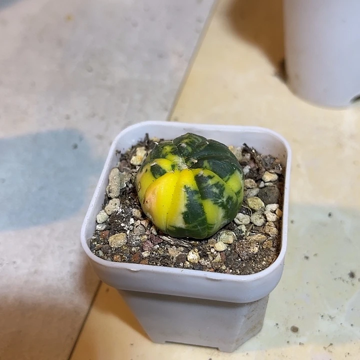 无花朵实生兜锦一物一拍