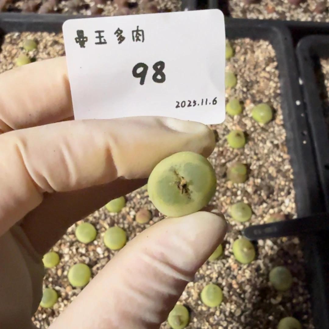 七***～多肉多肉多肉11.6-098