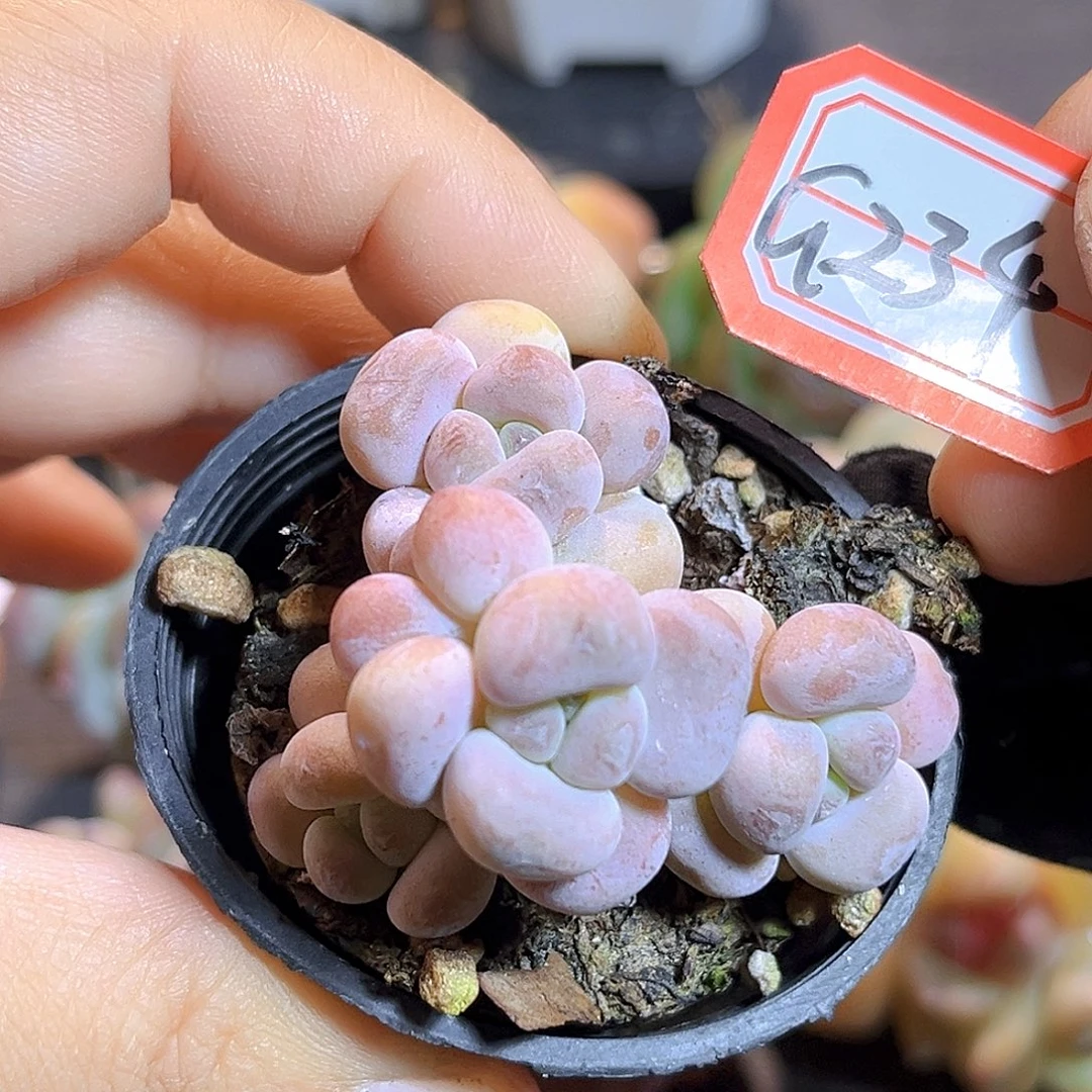 G234 一物一拍多肉 珍宝珠