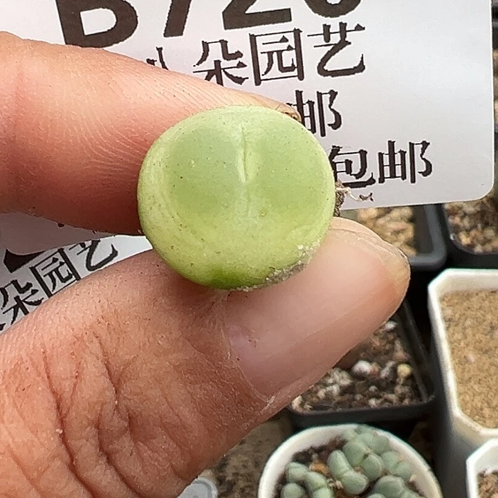 无花朵720号拉登杂
