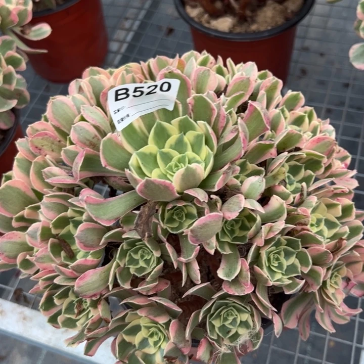 520妖月25厘米左右