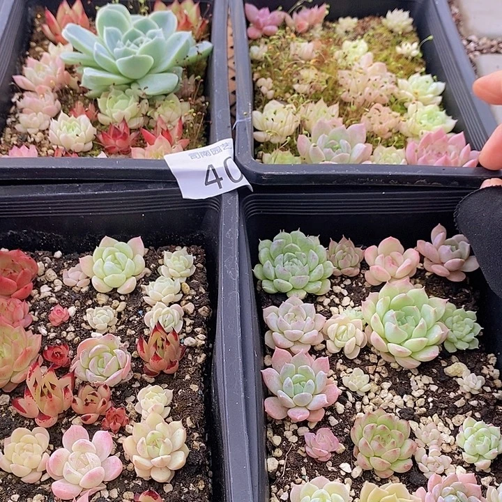 40 多肉植物盆栽花卉