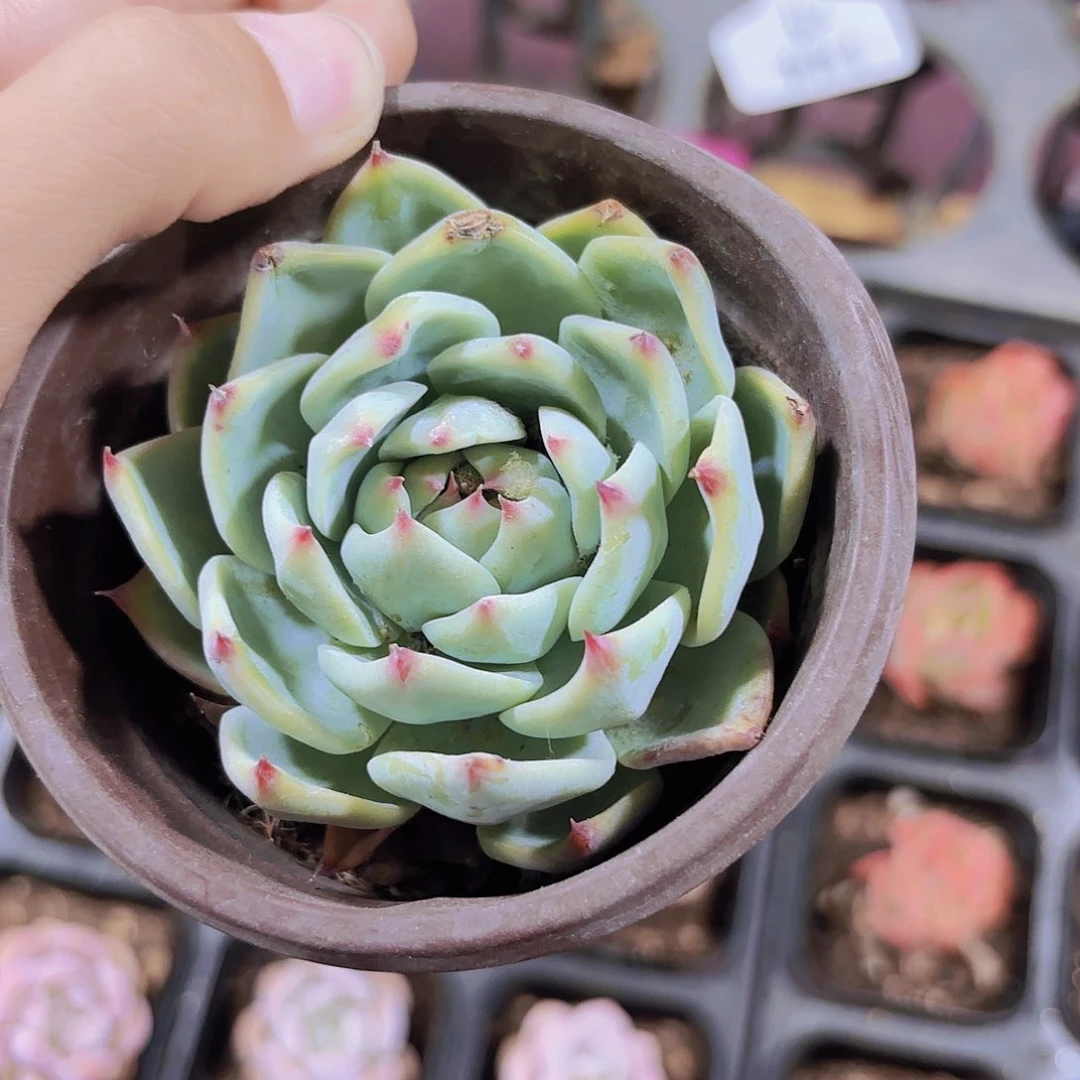 精品大吉娃娃多肉植物