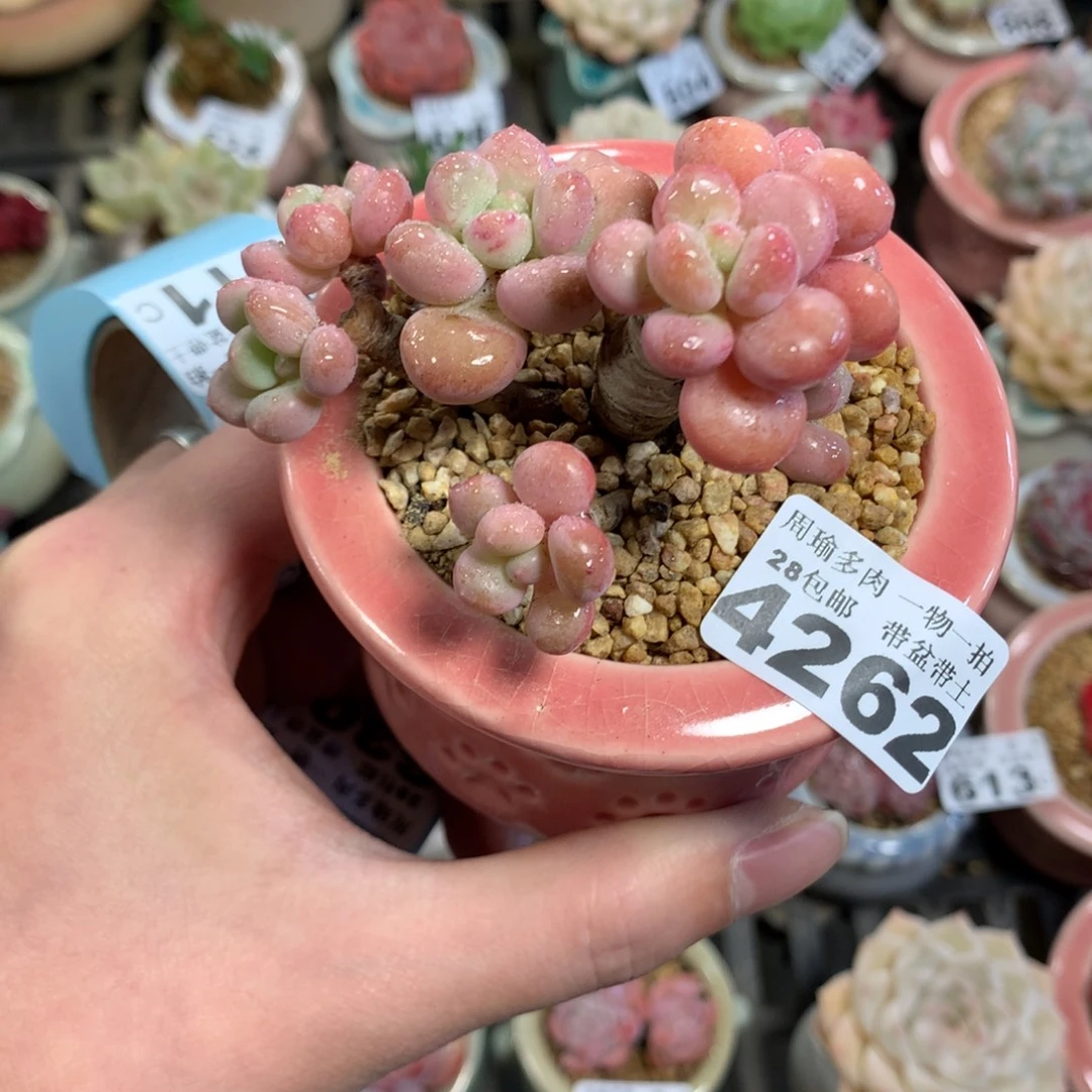 5厘米盆精控多肉4262