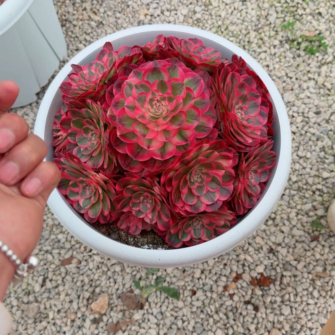 奇**肉多肉植物发货发货