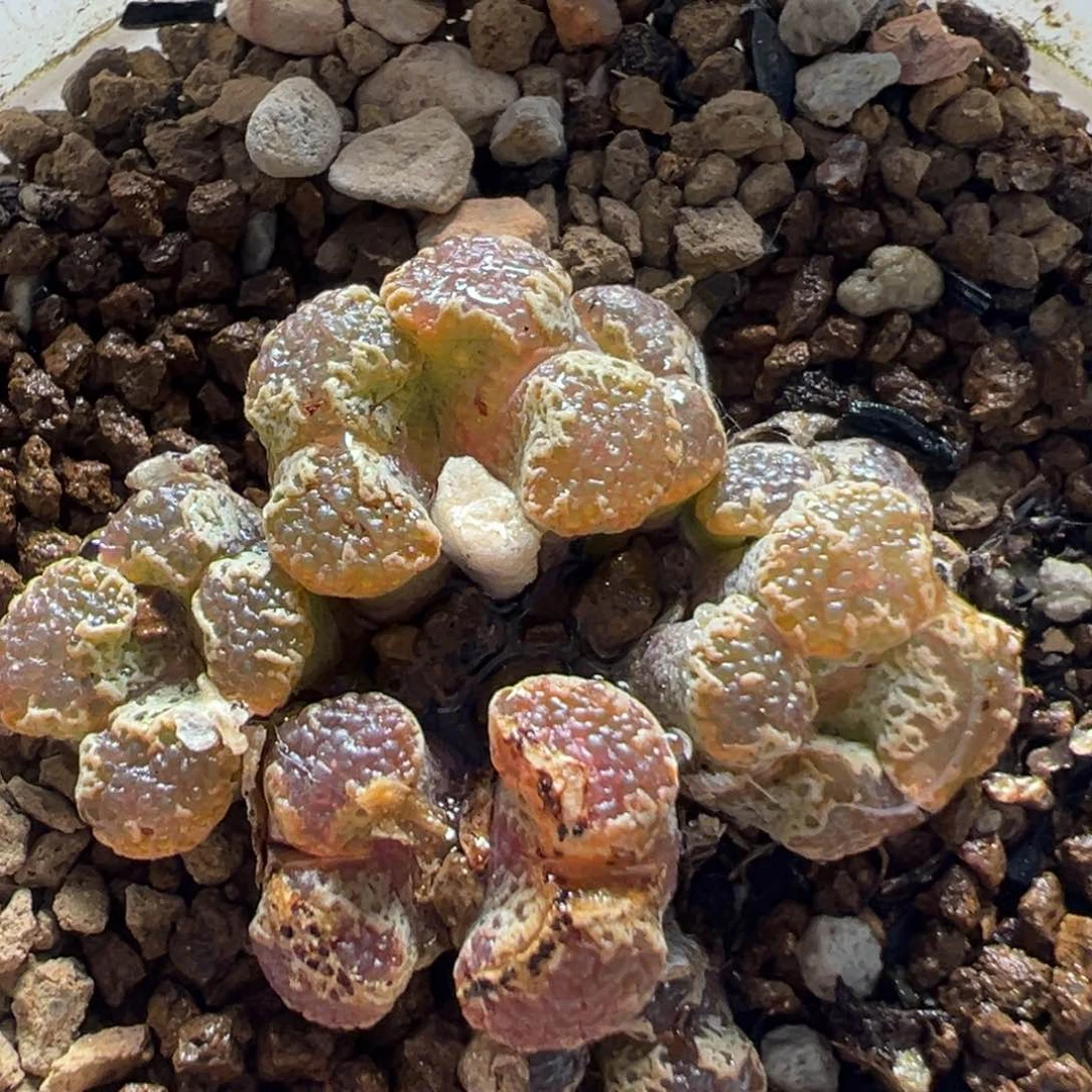 96多肉植物百科知识