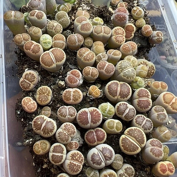 4643小美菊下播福利1111