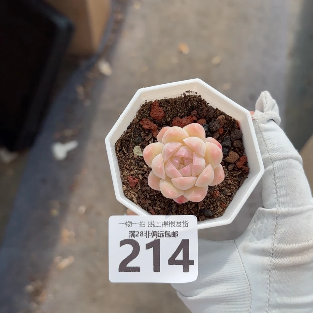 白桃汽水无盆土发货