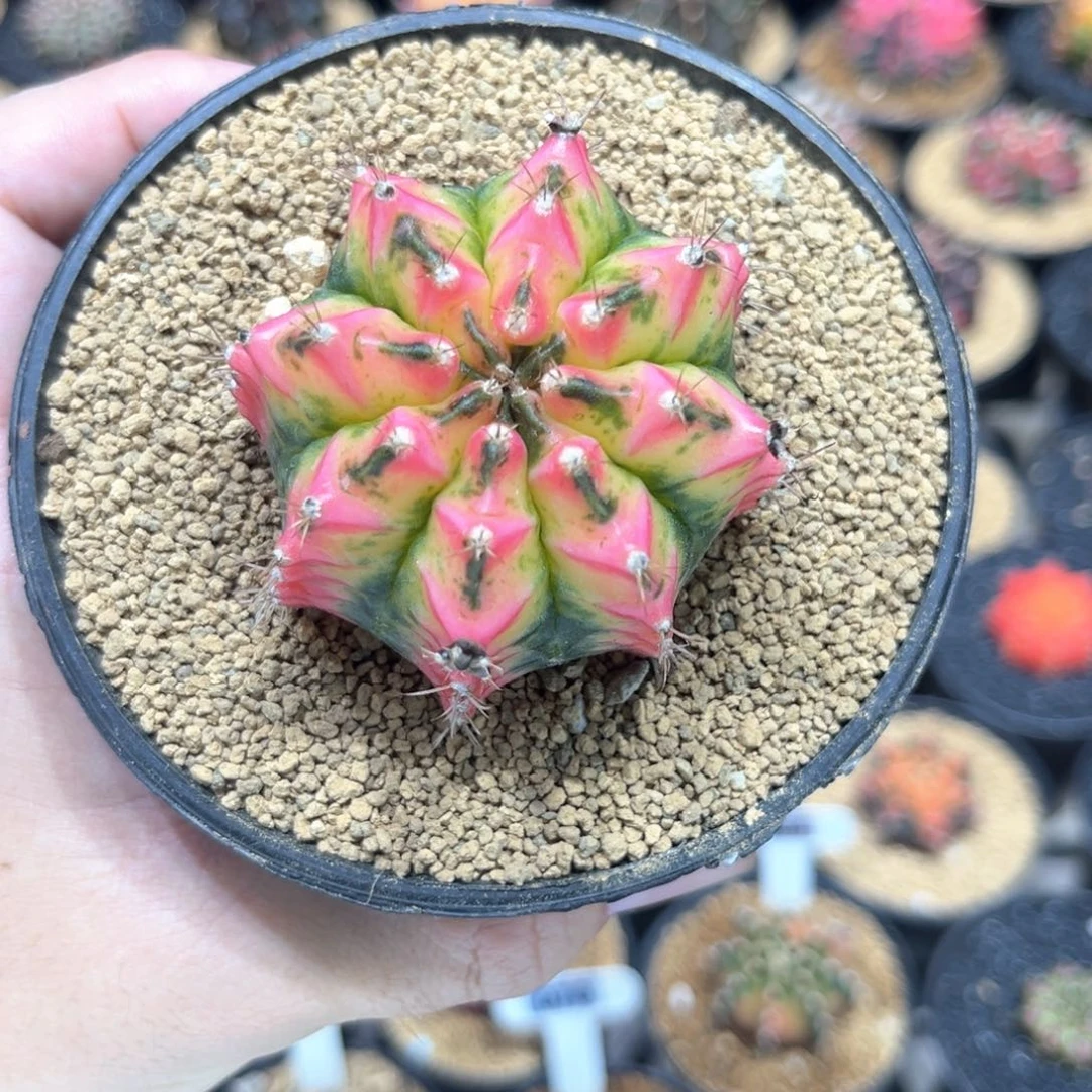 -泰国花蝴蝶侧芽