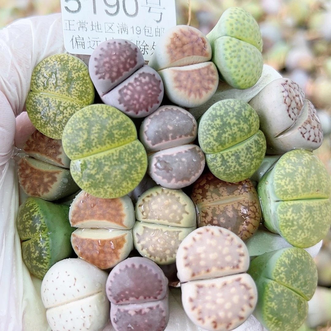 5190 好养易活生石花大母本18个