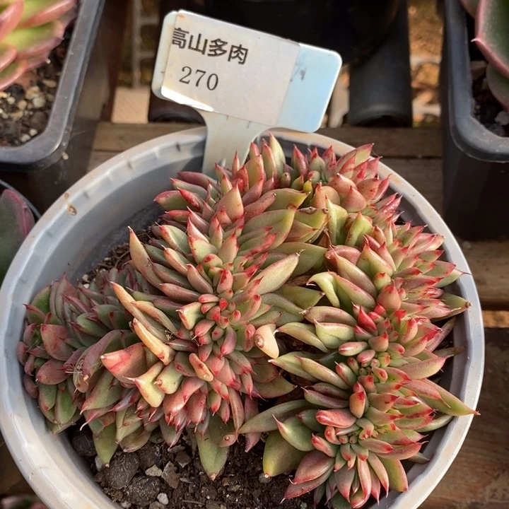 D270- 直播福利 缀化