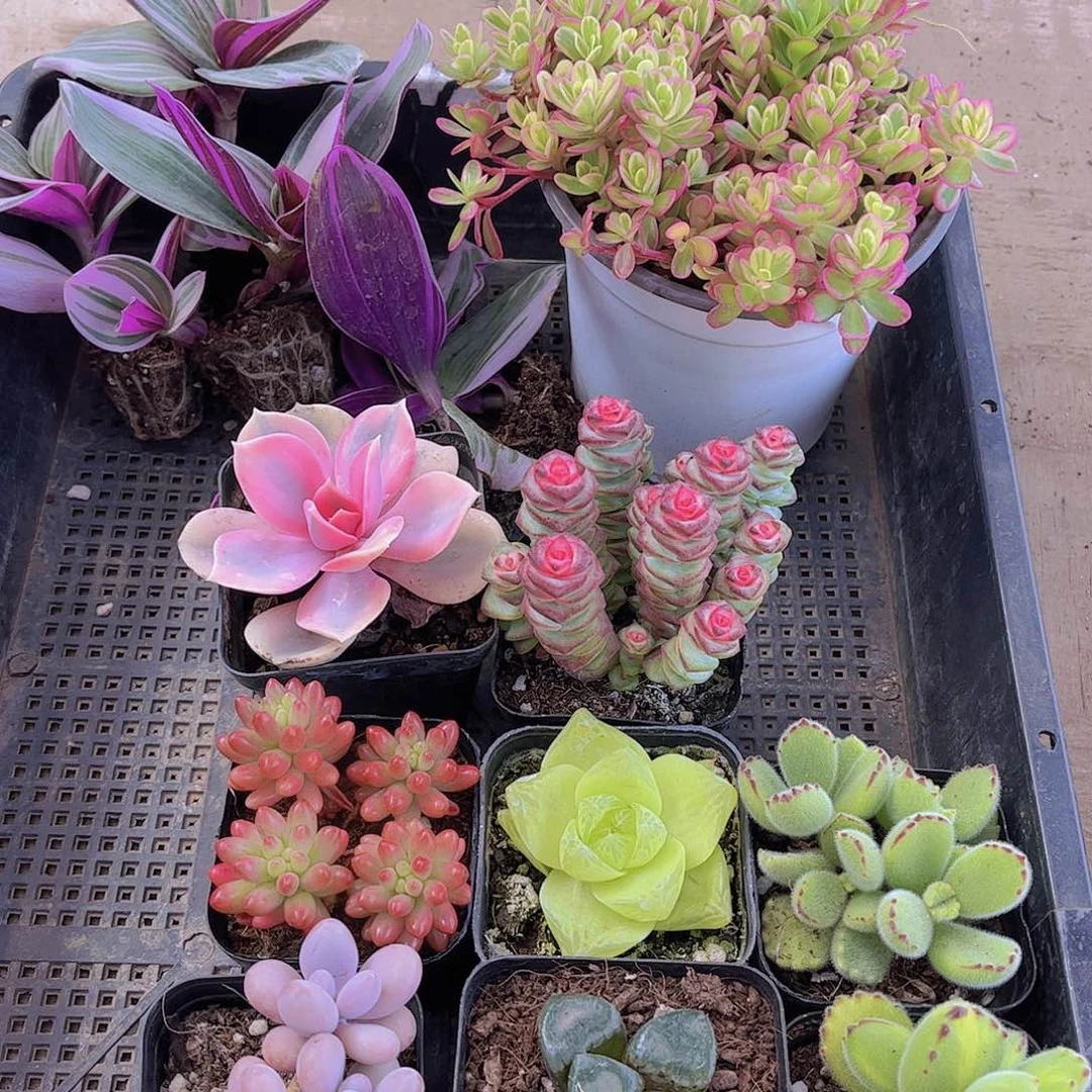 多肉937多肉植物