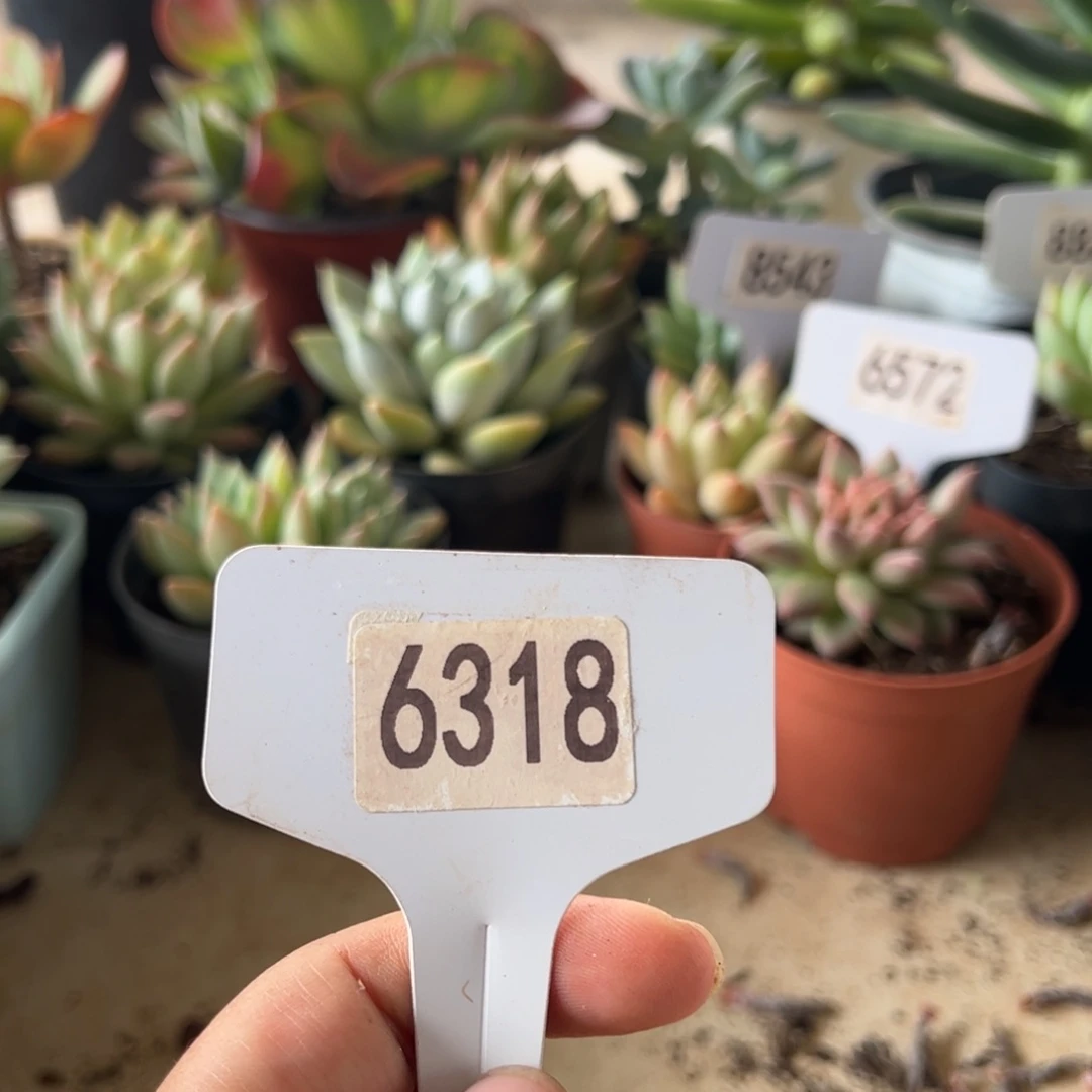 【闪购商品】用****5寄养发货。 111111