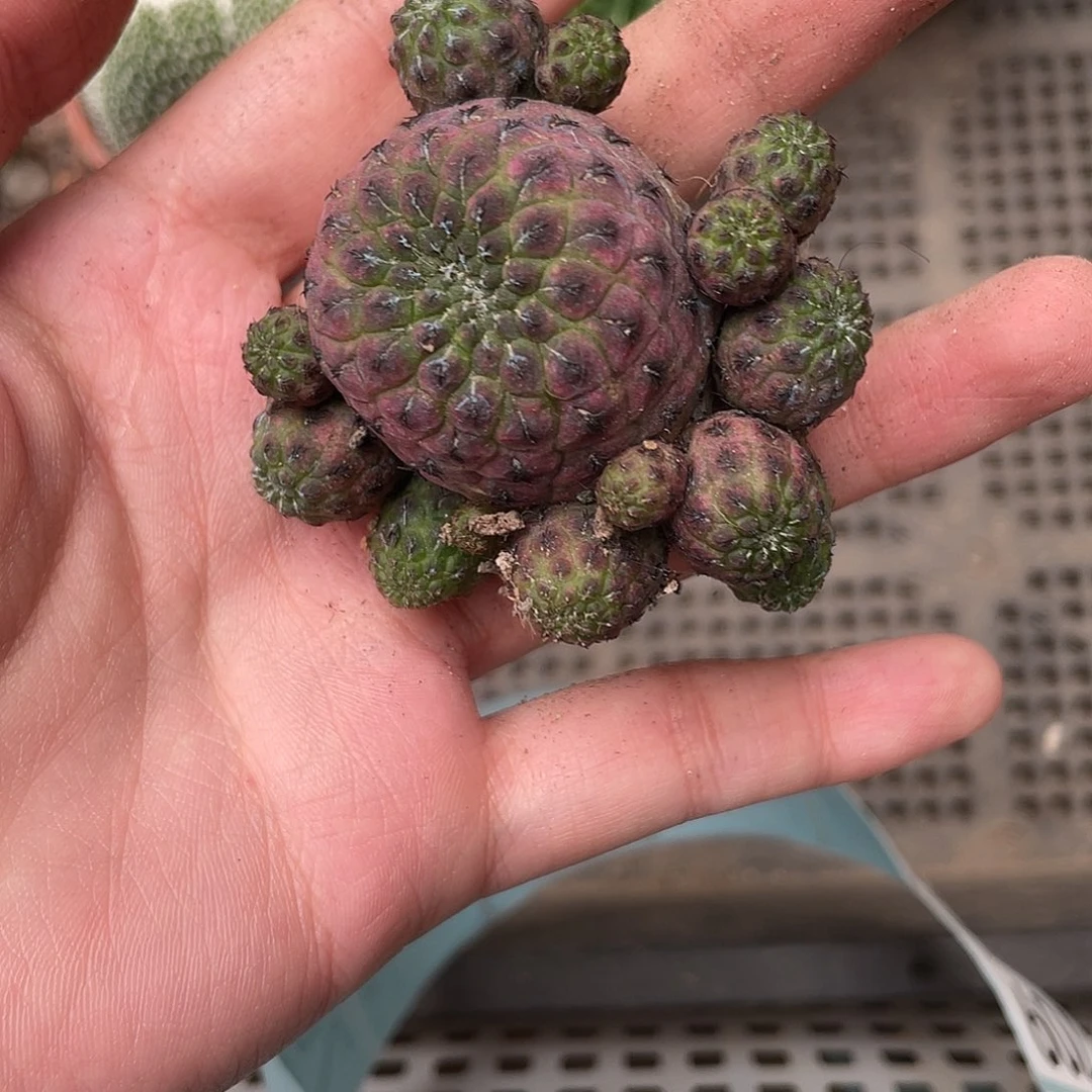 704紫丽丸（满18元包邮）