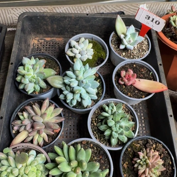 310多肉植物一物一拍