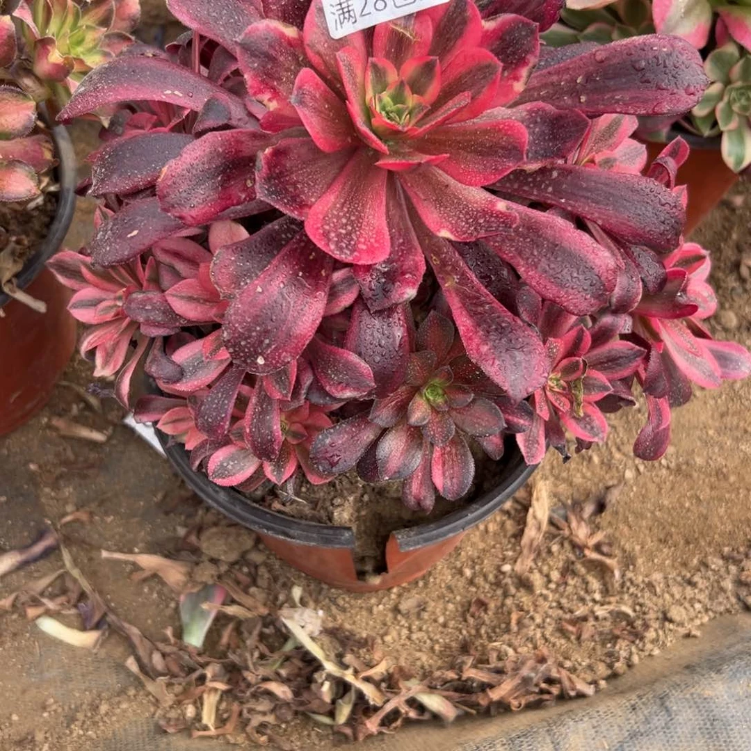 281多肉  美杜莎     