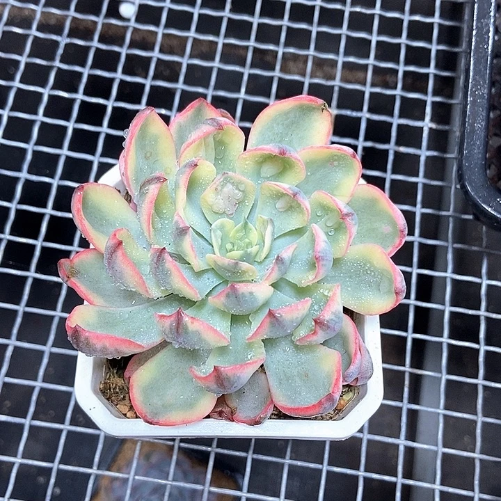 安***利雨滴锦多肉植物的