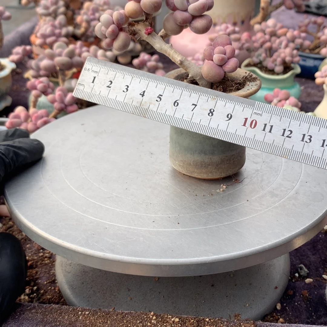 30号桃蛋带盆偏远地区不包邮的有瑕疵