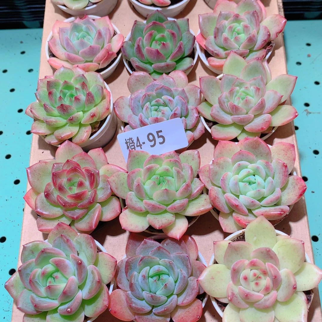 4-95一物一拍多肉带盆18颗
