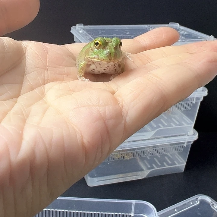 角蛙波子角蛙2-3cm