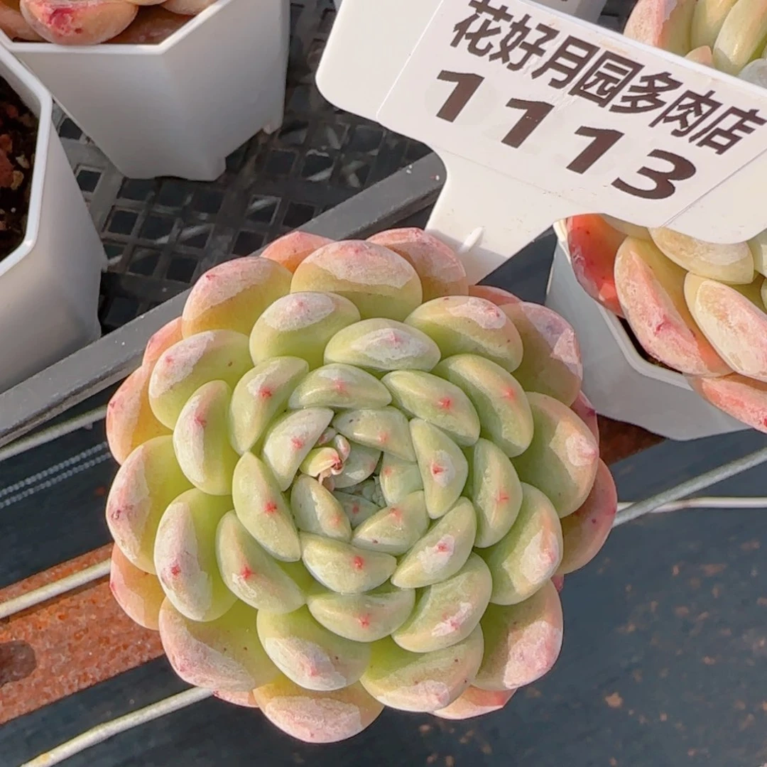 妞*熊多肉植物1113………….