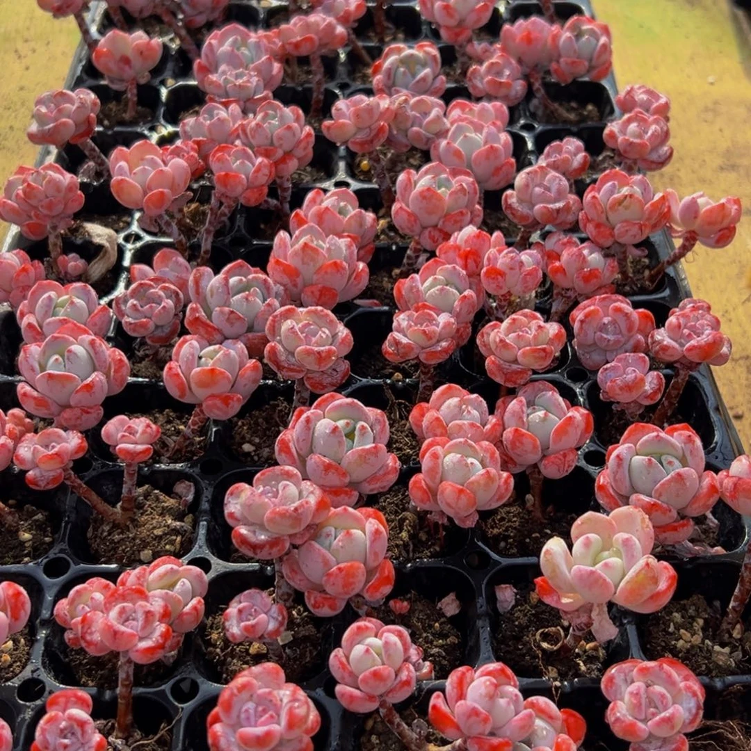 502多肉葡萄的味道是真的好吃