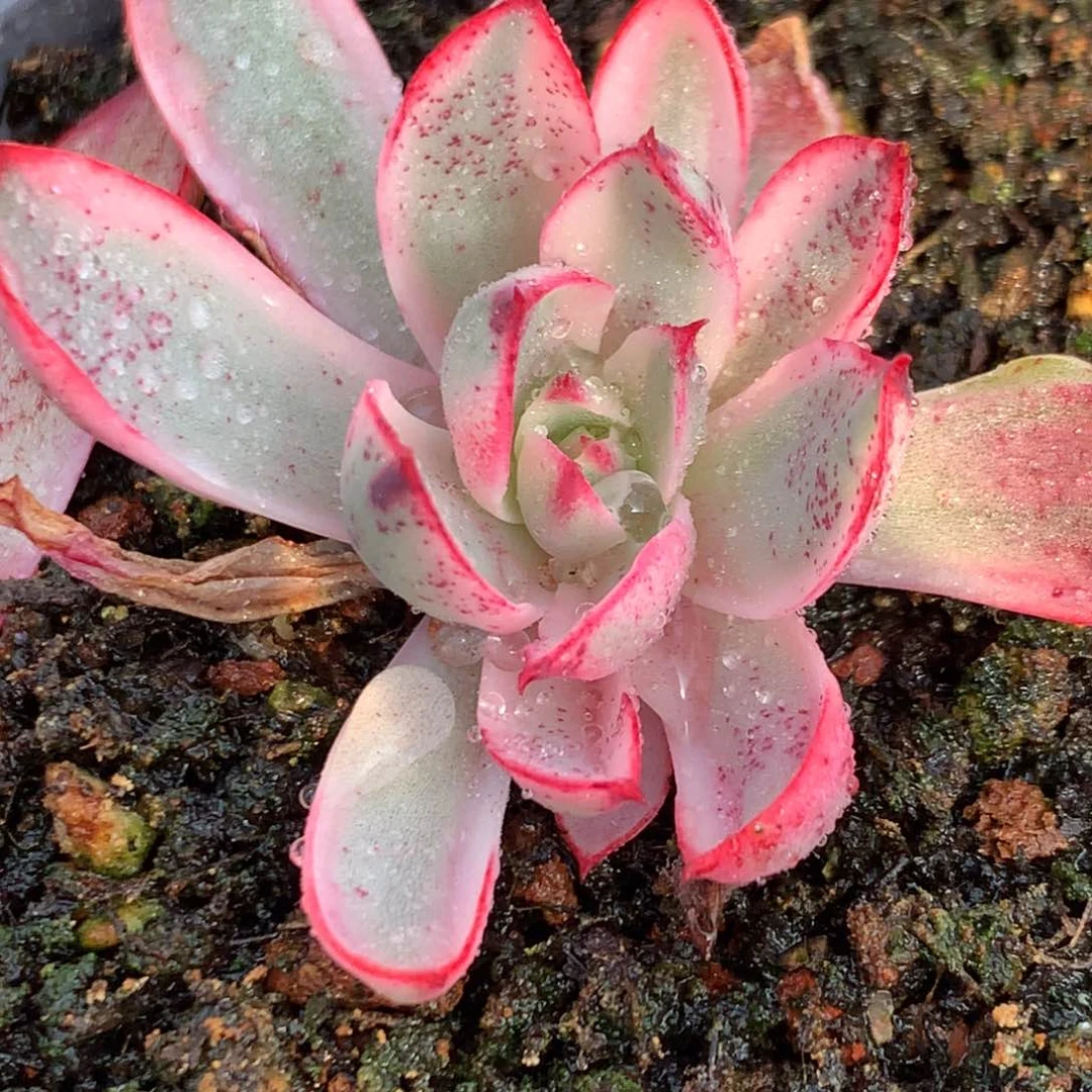 火神j j j j j j j j l