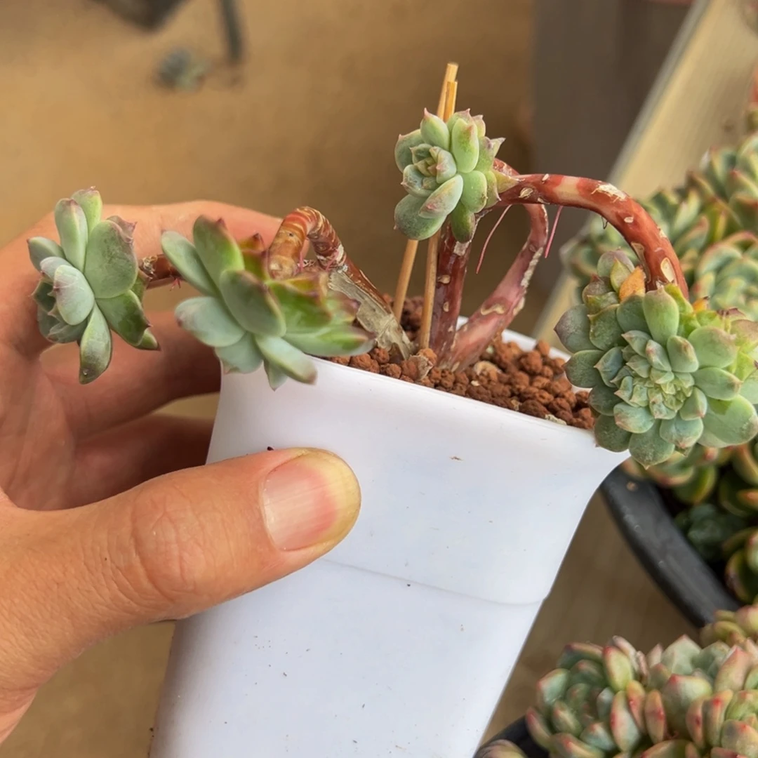 新年快乐 新年快乐