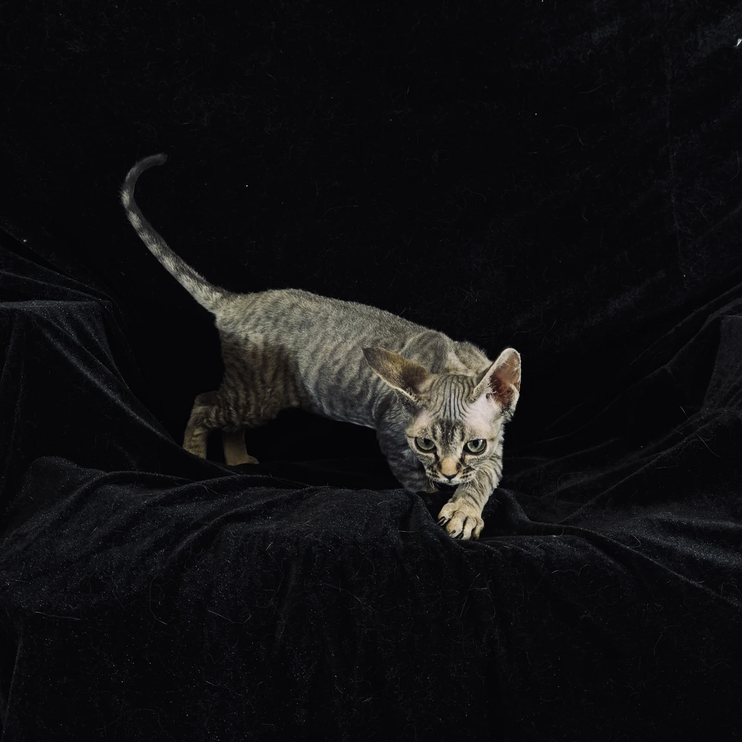 虎斑德文妹妹猫咪活体【猫泡泡】